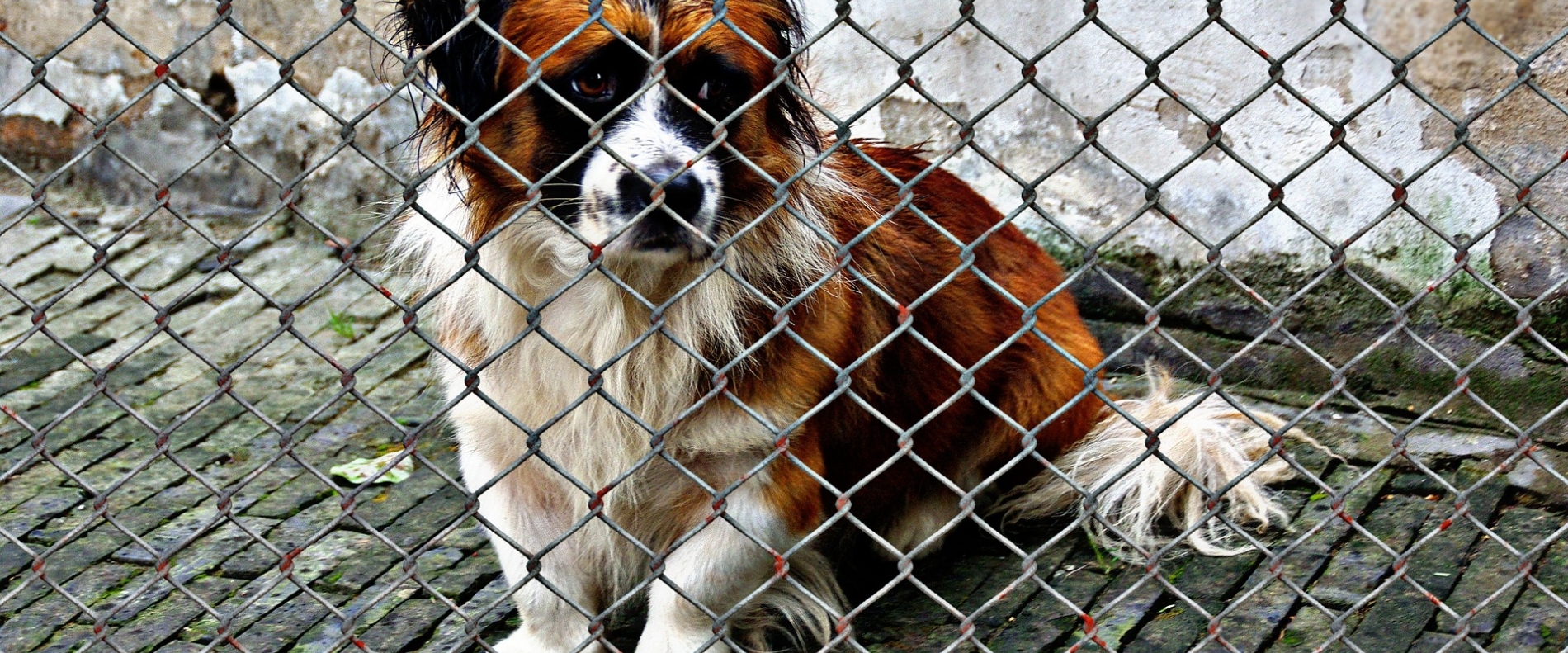 Animals Schronisko Dla Bezdomnych Zwierząt Nowe oblicze schroniska dla bezdomnych zwierząt w Kaliszu