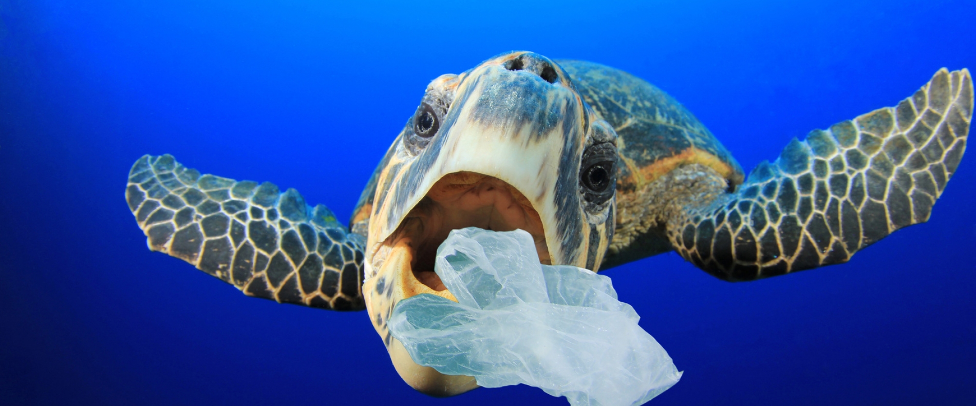 Plastik niszczy życie na naszej planecie!