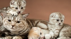 Poród i okres poporodowy u kotki