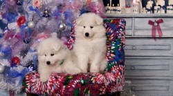 Zwierzak - prezent pod choinkę?