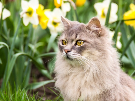 Czy powinno się wypuszczać kota z domu?