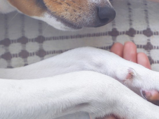 Eutanazja zwierząt - jak poradzić sobie ze stratą