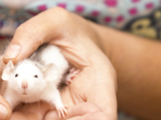 Choroby odzwierzęce - zoonozy