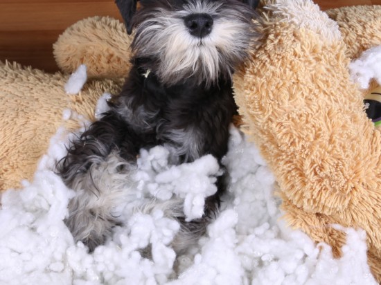 Nadaktywność u psów