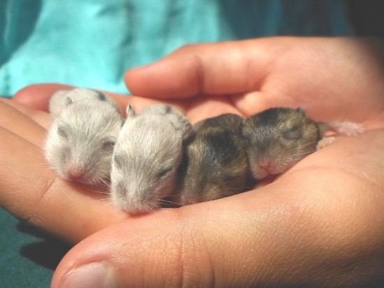 Ciąża u małych gryzoni