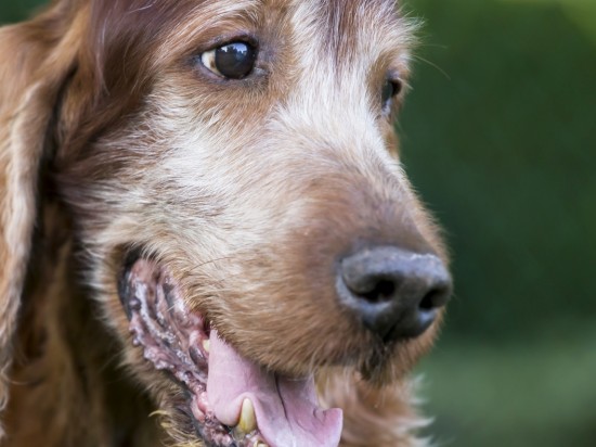 Badania profilaktyczne u zwierząt starszych