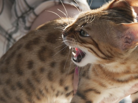 Agresja kotów w kierunku człowieka