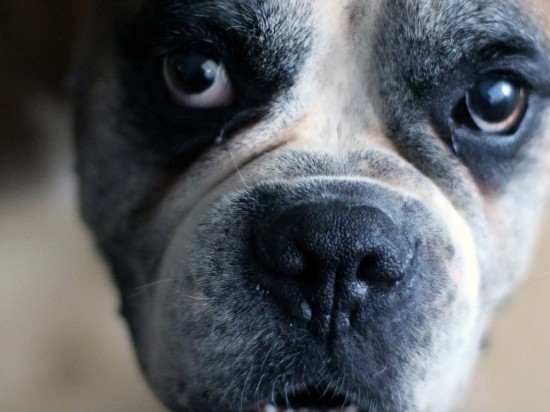 Badania profilaktyczne u starszych psów i kotów