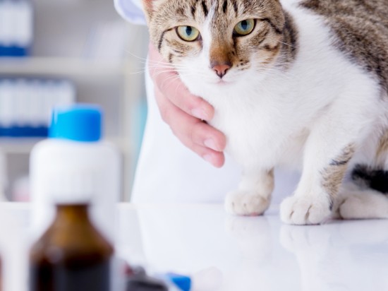 Przyczyny zachorowań kotów na przewlekłą chorobę nerek