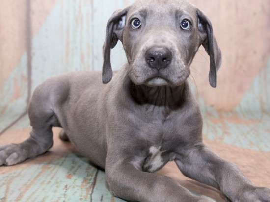 Fobie dźwiękowe, czyli jak hałas wpływa na nasze czworonogi