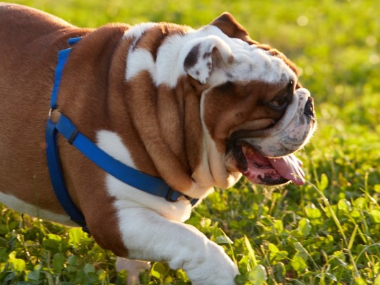 Otyłość u psów i kotów