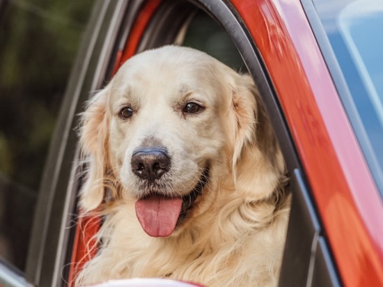 Choroba lokomocyjna u psów i kotów