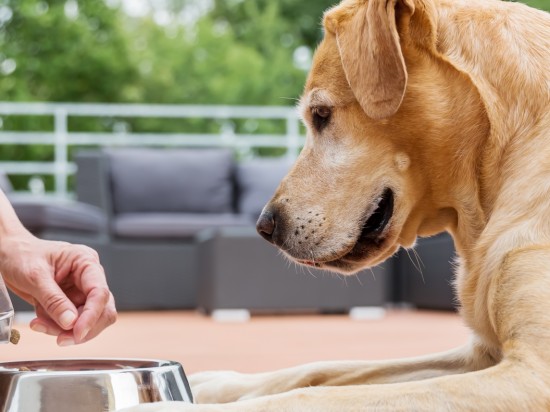 Mykotoksyny w karmach dla psów i kotów