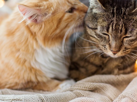 Życie kota domowego