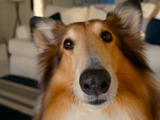 Przełyk Barretta u psów i kotów