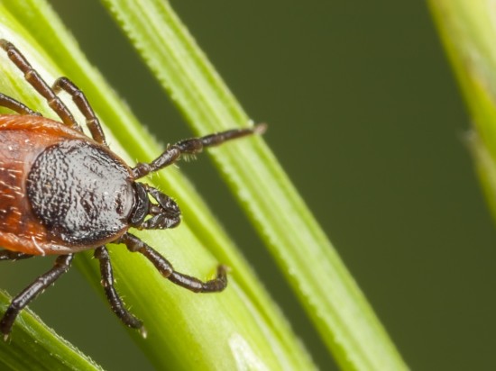 Wektorowa rola kleszczy atakujących psy