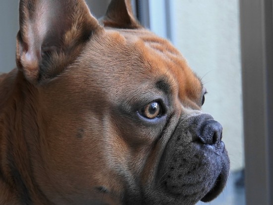 Dieta w chorobach serca psów