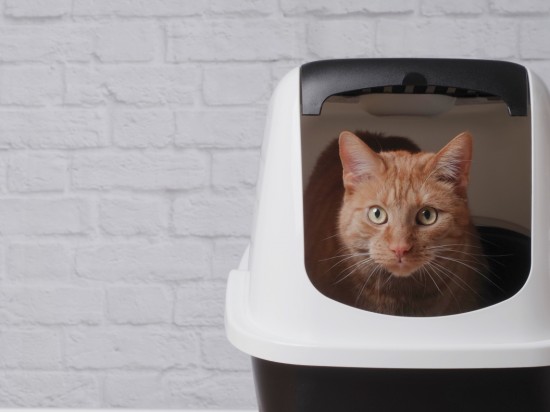 Benek standard - żwirek dla kotów