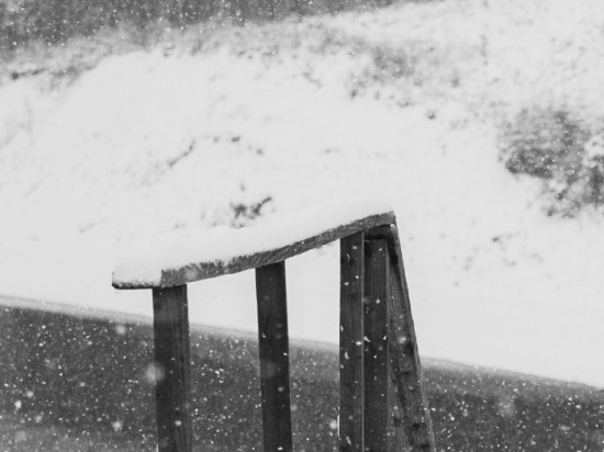 Czy zwierzęta przechodzą żałobę?