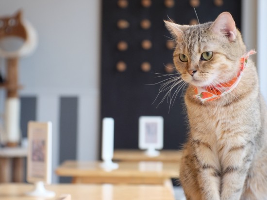 Gdy kot wskakuje na stół