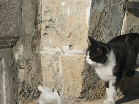 Jak znaleźć zaginionego kota
