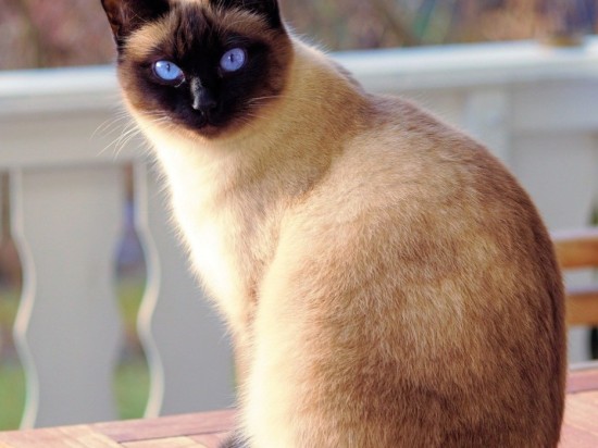 Zapalenie wątroby u kotów