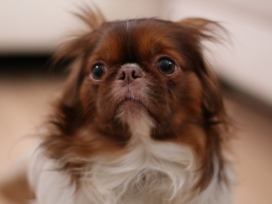 Zaburzenia lękowe u psów