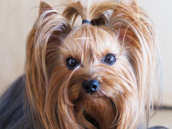 Antykoncepcja u małych zwierząt