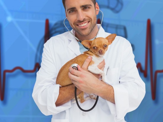 Biomarkery sercowe w weterynarii