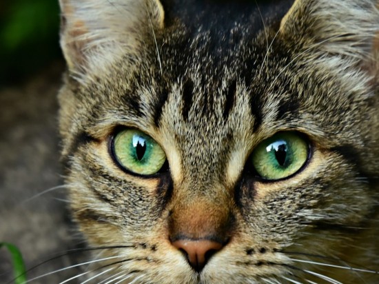 Zapalenie zewnętrznego kanału słuchowego