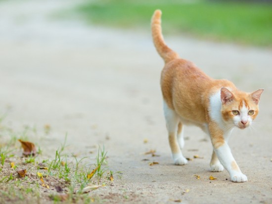 Włóczęgostwo u kotów