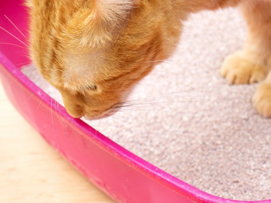 Jak pobrać mocz do badania od kota