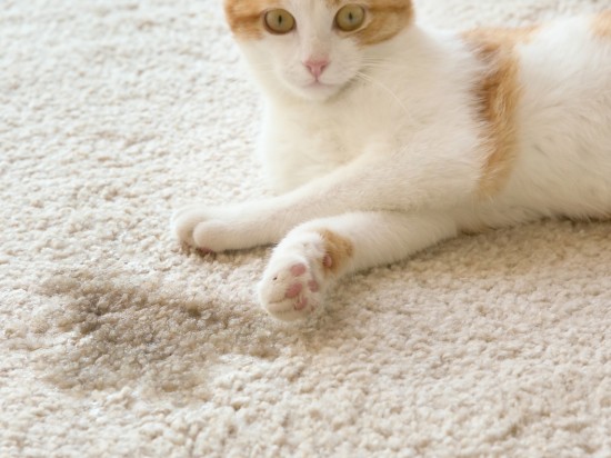 Przyczyny załatwiania się kota poza kuwetą