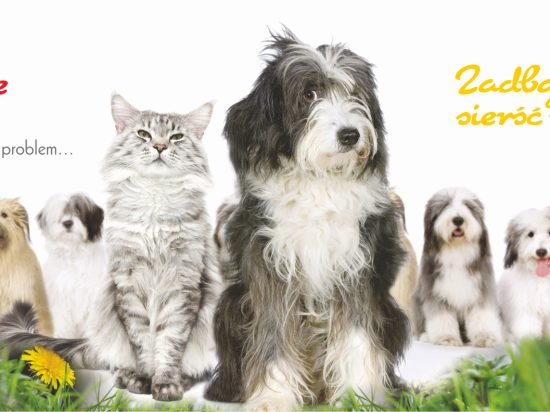 Jak poradzić sobie z nadmiernym linieniem psów i kotów na wiosnę? 