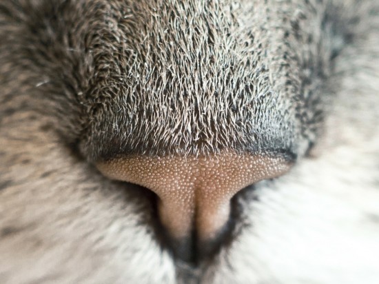 Jakich zapachów nie lubi kot