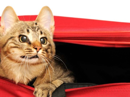 Spokojne wakacje dla kota