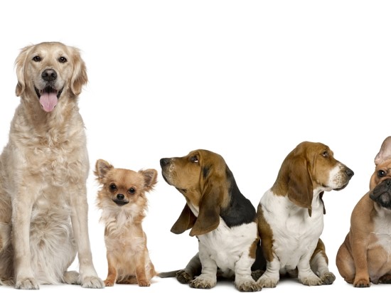 Żywność, która dba o psa