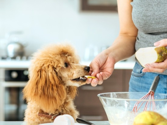 Szkodliwe produkty dla psa