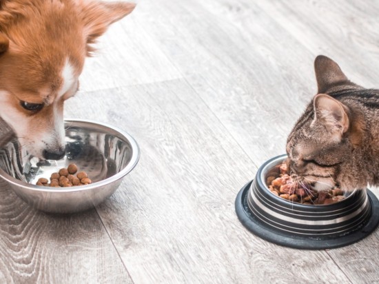 Karmy dla zwierząt z owadów