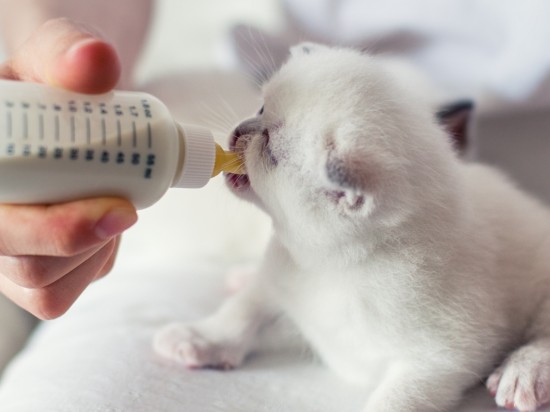 Jak wykarmić osierocone kocie oseski?