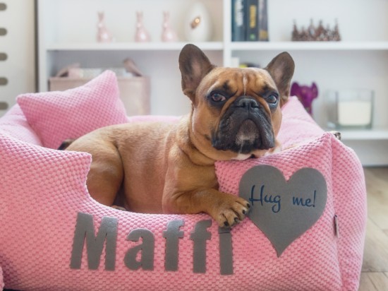 Wybieramy najlepsze legowisko dla psa