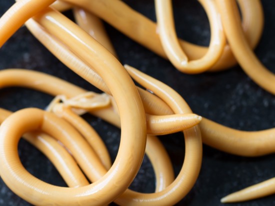 Pasożyty wewnętrzne