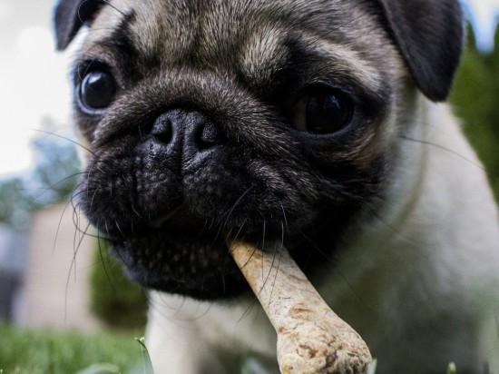 Kości prasowane - szkodliwe czy nie?