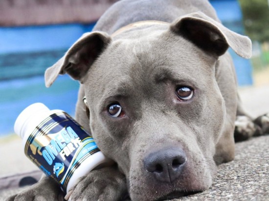 Kwasy tłuszczowe z rodziny omega-3 i omega-6 w diecie psów 