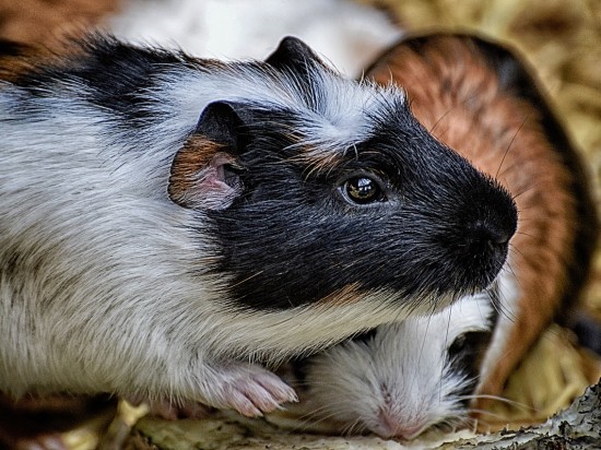 Infekcje ucha u świnek morskich