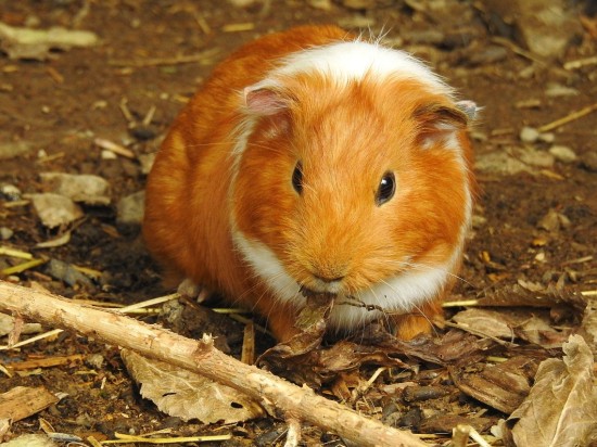 Nowotwory u świnek morskich