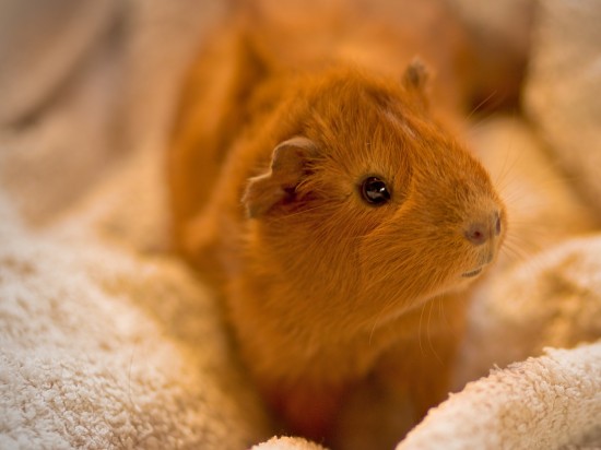 Grzybica u świnek morskich