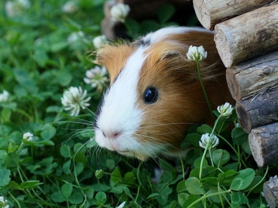 Biegunka u świnek morskich