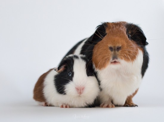 Jakie dźwięki wydają świnki morskie