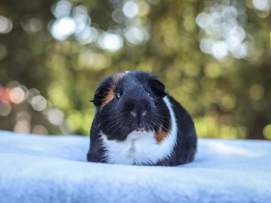 Wirusowe zapalenie płuc u świnek morskich